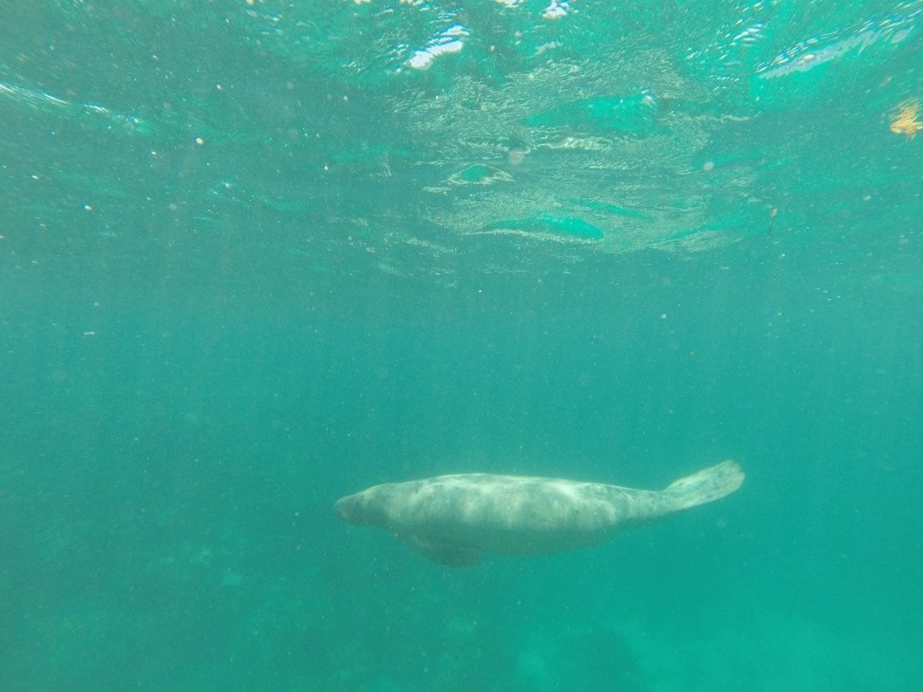 dove-fare-male-belize-caye-caulker-maiale-di-mare