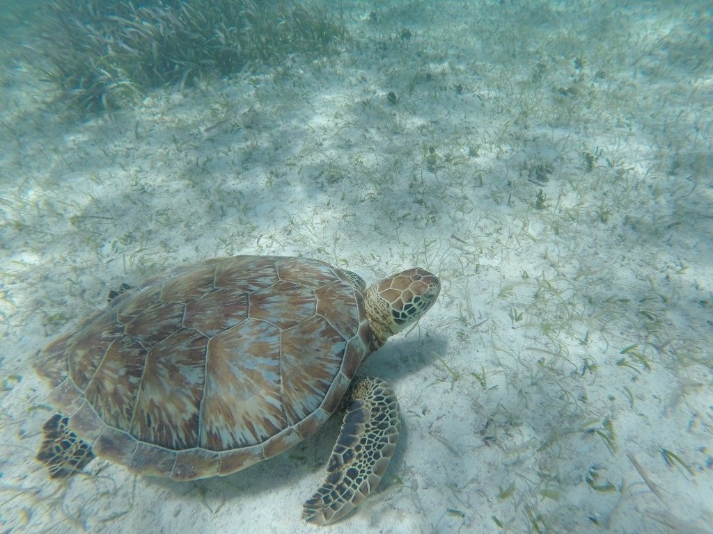 dove-fare-male-belize-tartarughe-marine