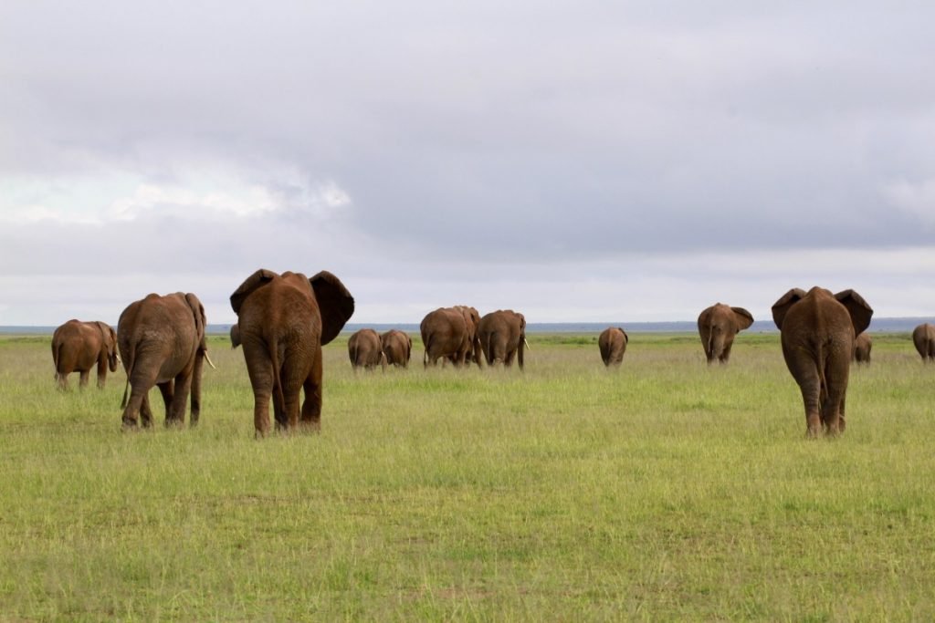 itinerario-safari-kenya-amboseli-national-park