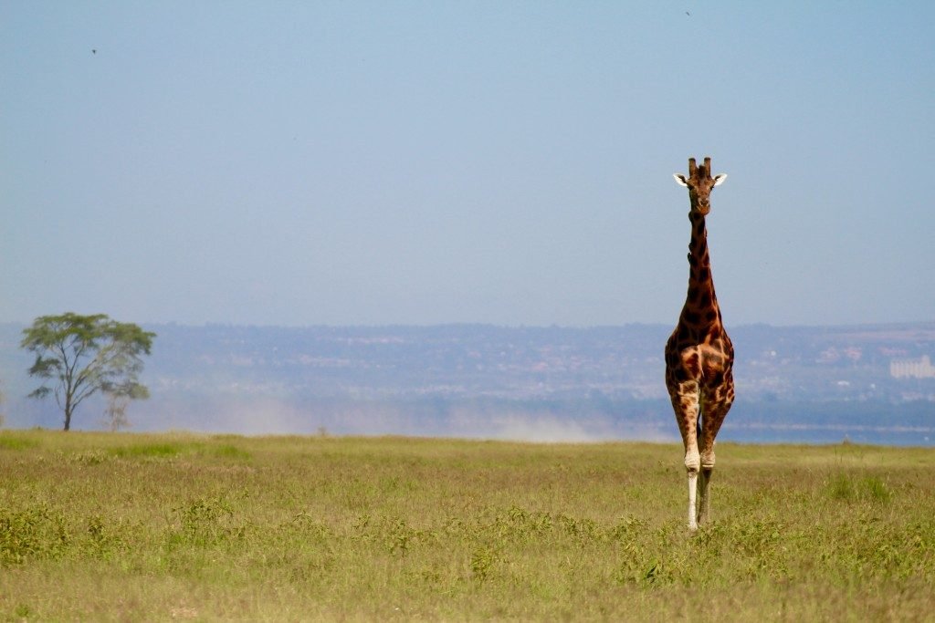 itinerario-safari-kenya-lago-nakuru-giraffa