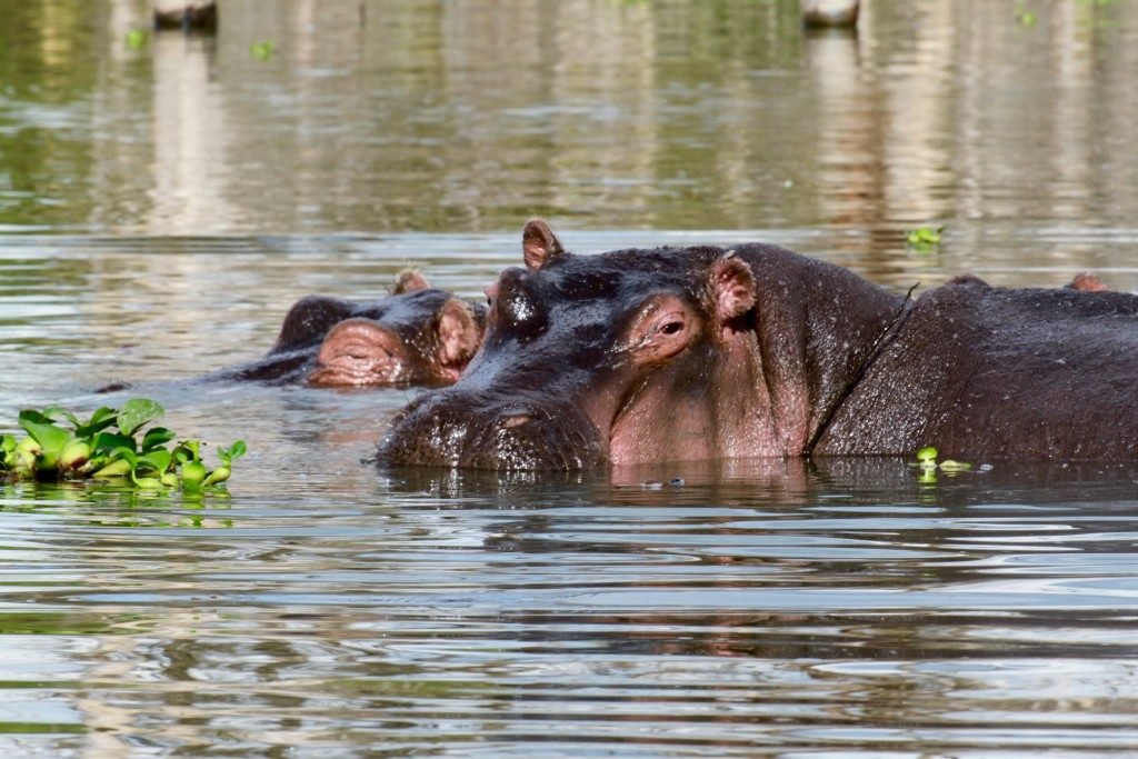 litinerario-safari-kenya-lago-naivasha-ippopotamo