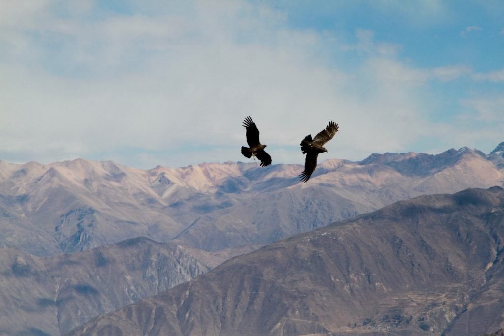 tour-canyon-colca-coppia-di-condor