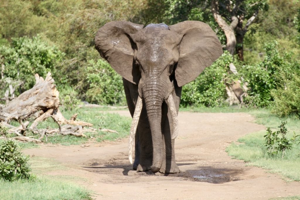 safari-al-parco-kruger-sudafrica-consigli-utili-elefante