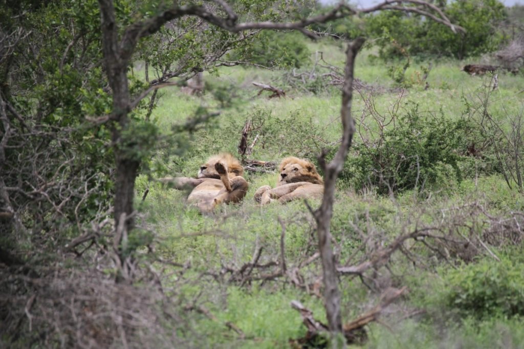 safari-al-parco-kruger-sudafrica-consigli-utili-leoni