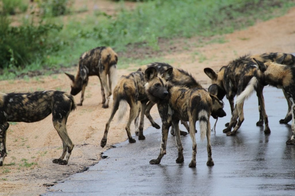 safari-al-parco-kruger-sudafrica-consigli-utili-licaoni