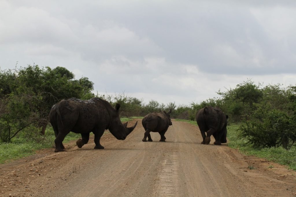 safari-al-parco-kruger-sudafrica-consigli-utili-rinoceronte