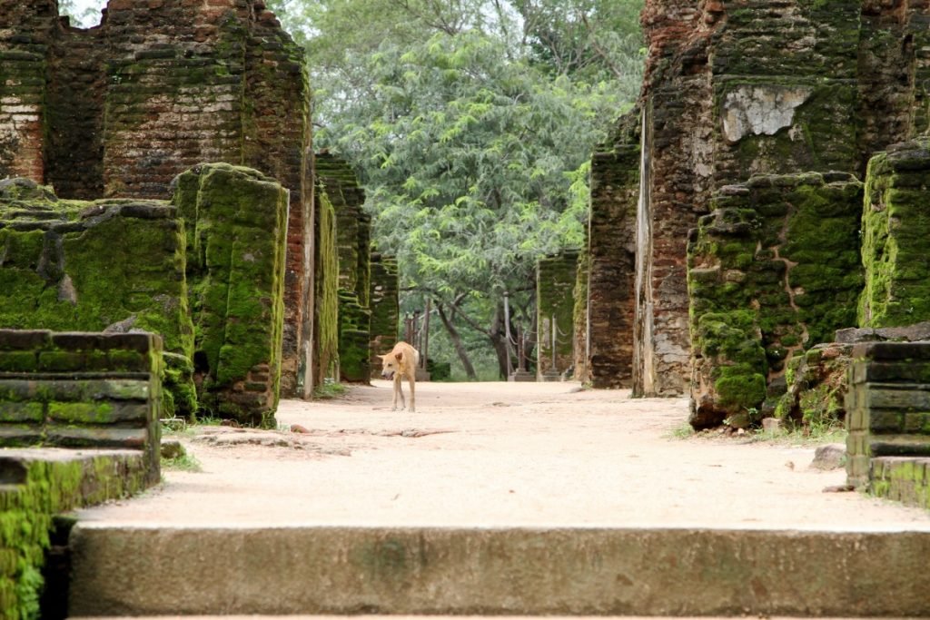 cosa-vedere-in-sri-lanka-itinerario-di-viaggio