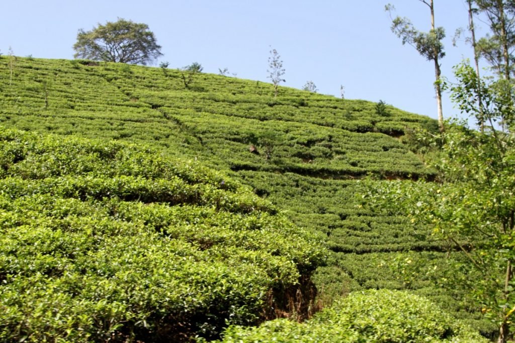 cosa-vedere-in-sri-lanka-itinerario-di-viaggio-piantagioni-tè-ella