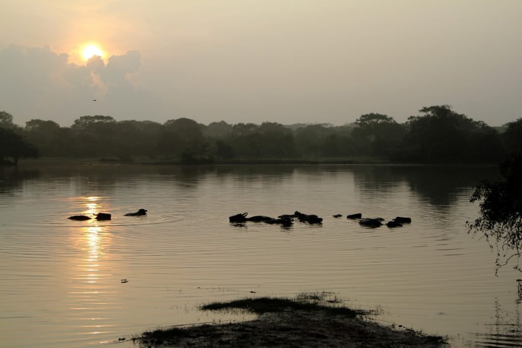 cosa-vedere-in-sri-lanka-itinerario-di-viaggio-yala-park