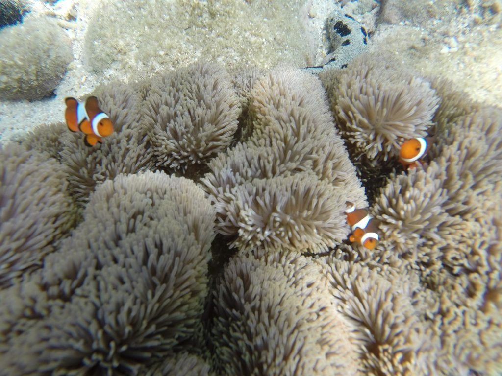 Isole Perenthian Nemo