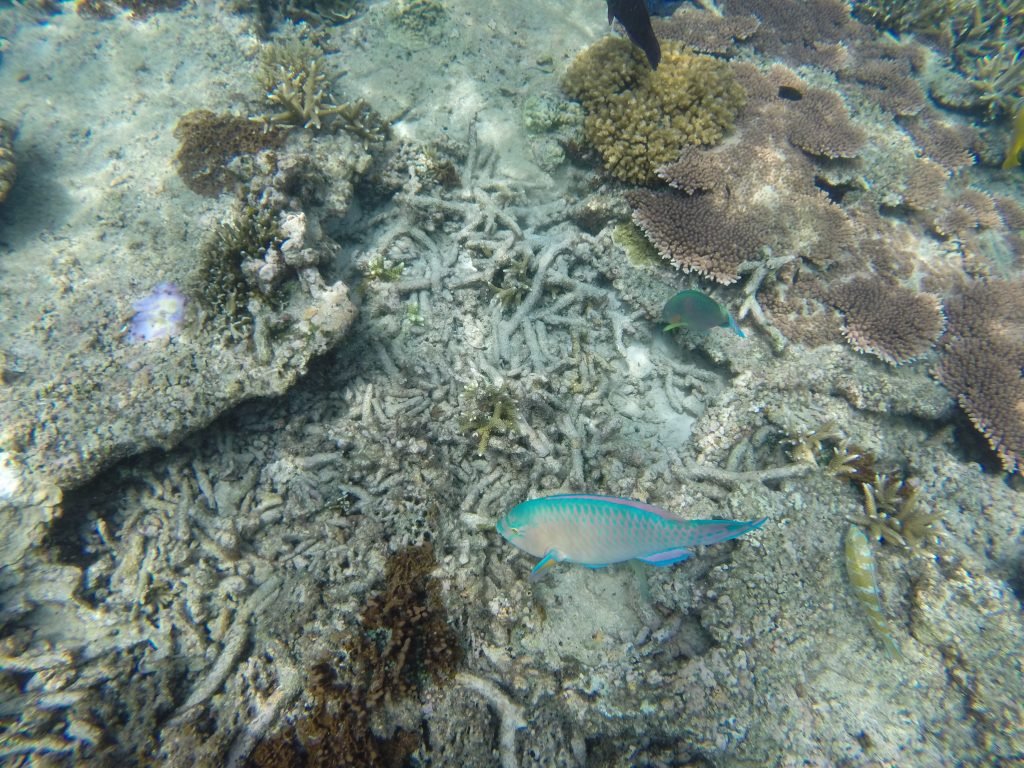 Isole Perenthian coral point