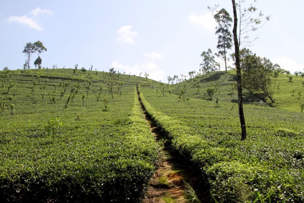 5-mete-per-un-capodanno-esotico-ella-srilanka-tea-factory