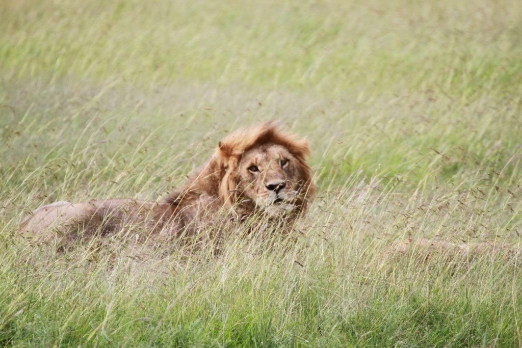 5-mete-per-un-capodanno-esotico-masai-mara-lion