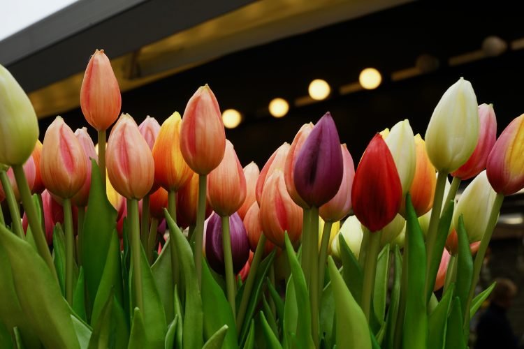 cosa-fare-amsterdam-in-due-giorni-mercato-dei-fiori