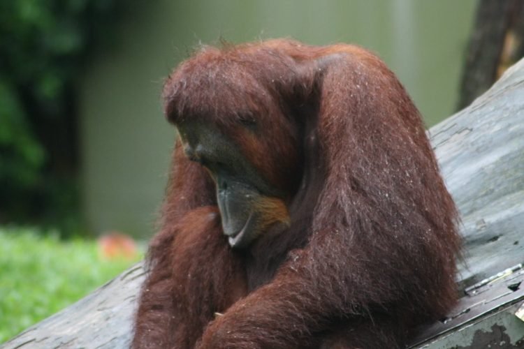 cosa-vedere-e-fare-a-singapore-la-citta-del-futuro-zoo